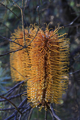 Heath Banksia