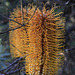 Heath Banksia