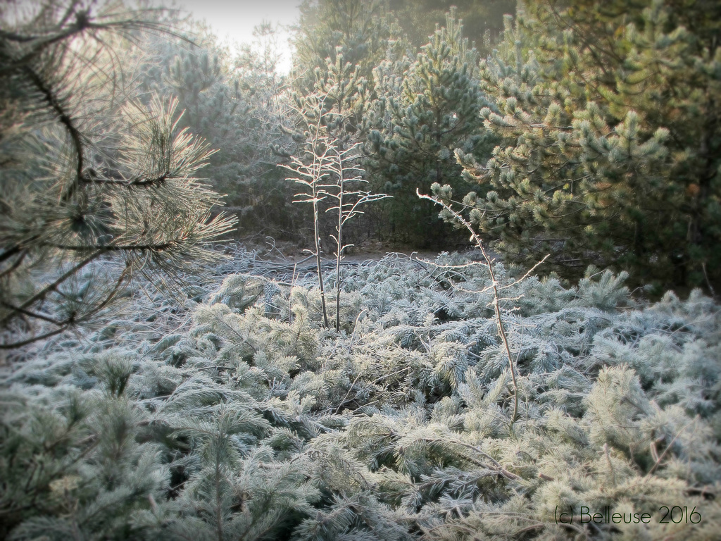 quiet winter gardens /2