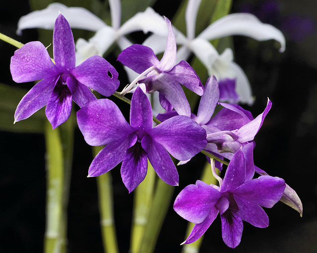 Purple Dendrobium Hybrid – Orchid House, Princess of Wales Conservatory, Kew Gardens, Richmond upon Thames, London, England