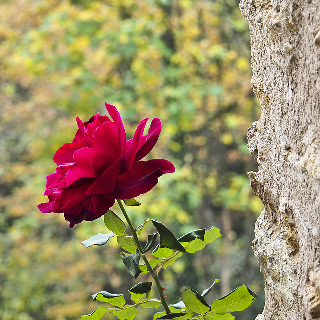 The Church of San Barnaba, Pollone (BI) - A red rose peeps from the wall