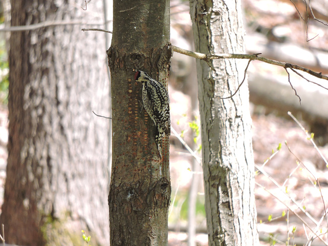 Yellow-bellied Sapsucker