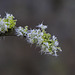 Frost and Lichens