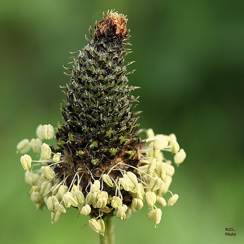 Nature ART.. le chapeau des Lutins