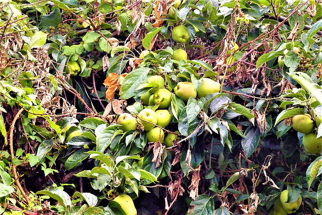 Apples are absolutely crammed onto the tree