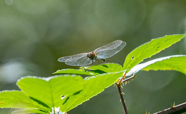 Perched dragonfly