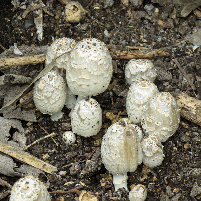 Day 7, fungi, Estero Llano Grande SP