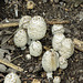 Day 7, fungi, Estero Llano Grande SP