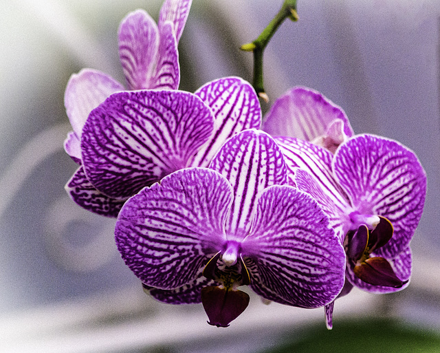 Orquídeas rojiblancas