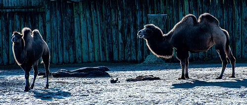 Backlit camels