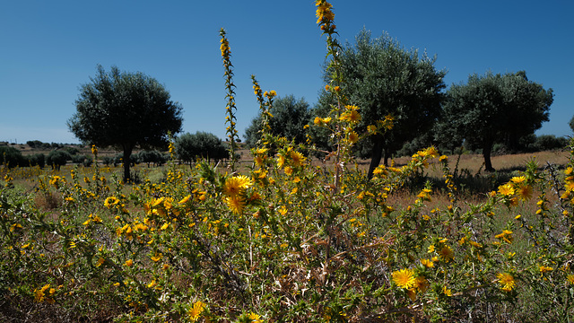 Scolymus hispanicus, Asterales