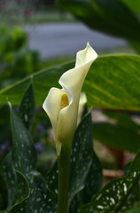 Elegant Calla