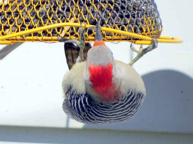 Red-bellied Woodpecker on our feeder