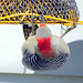 Red-bellied Woodpecker on our feeder