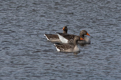 Greylags-5824