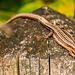 Common lizard