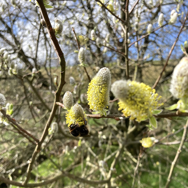 Bee on Willow