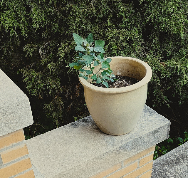 porch pot 2025 porch pot 2025