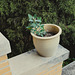 porch pot 2025