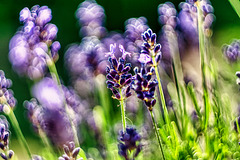 SC159 - Post 10 August - Bokeh