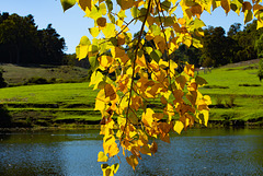 Sunlight on a Poplar tree