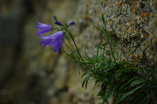 Mauerblümchen