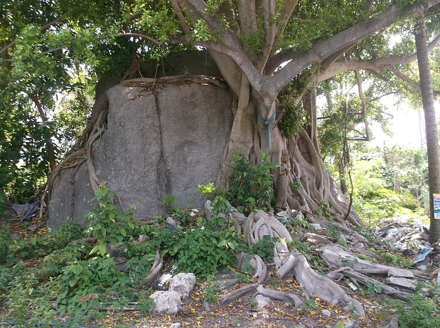 Arbre rocheux / Rocky unusual tree