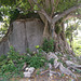 Arbre rocheux / Rocky unusual tree
