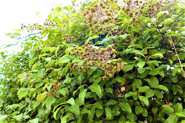 Loads of blackberries to come