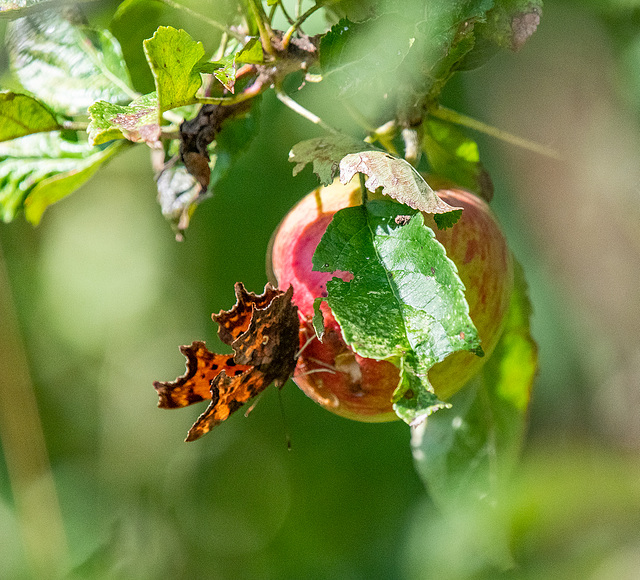 Comma butterfly