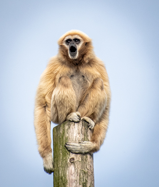 Gibbon