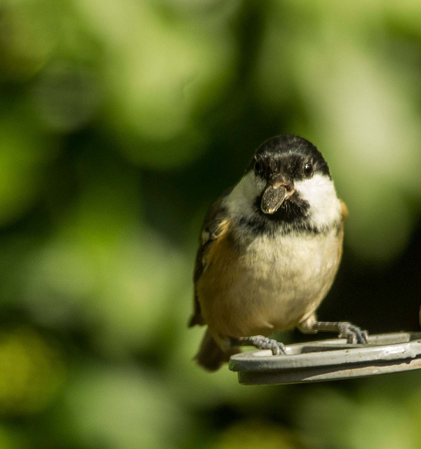 Coal tit9