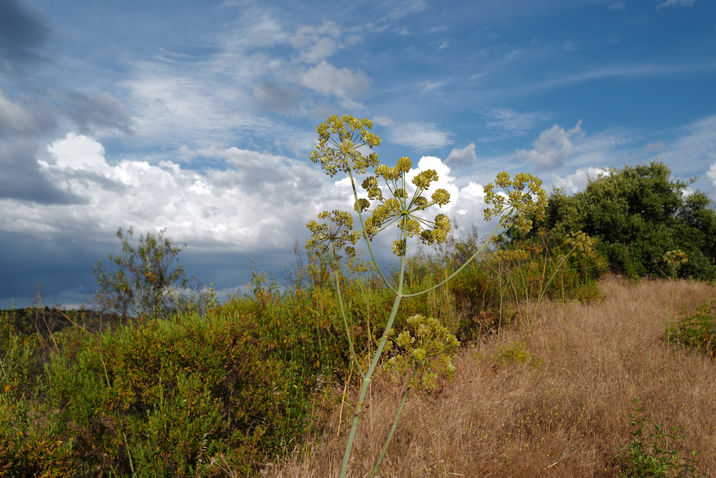 Thapsia villosa, Canafrecha, Rochas Grandes