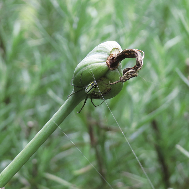 Spiderwort (Tradescantia) fruit with spider