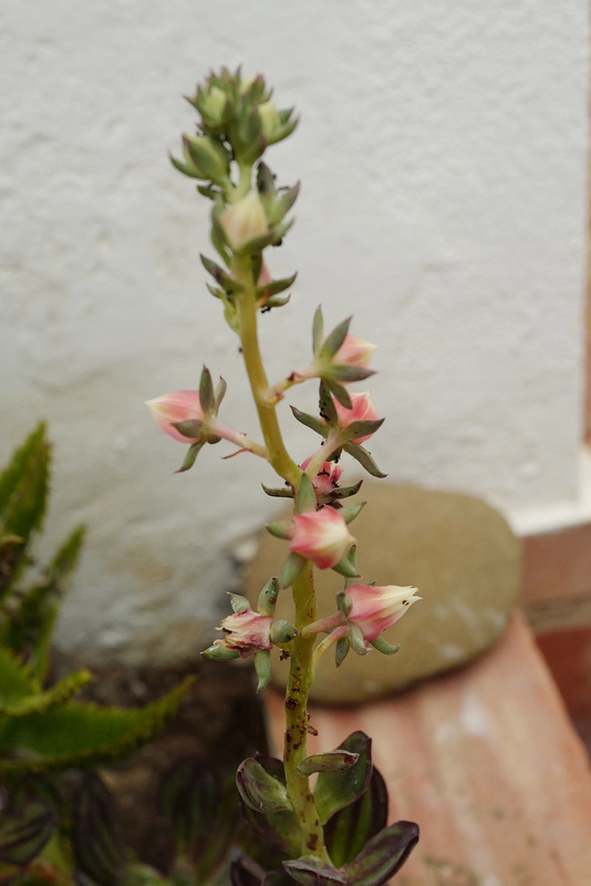 Echeveria nodulosa