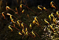 Mossy Lanterns