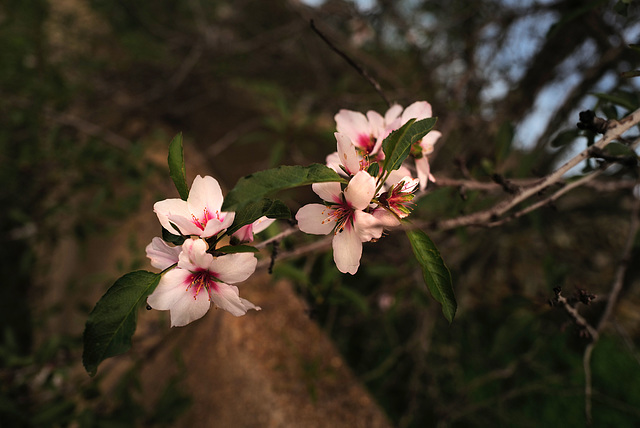 First almond tree blossoms, Penedos