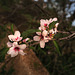 First almond tree blossoms, Penedos