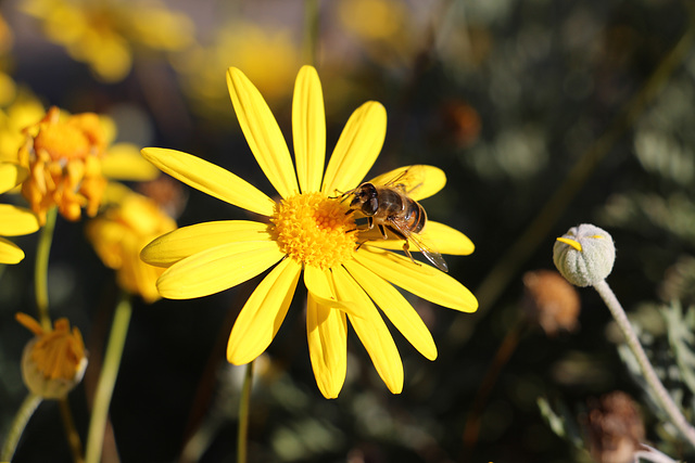 Une fleur est pour l'abeille une mer de délices.....