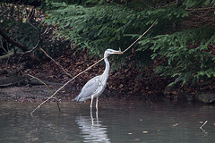 20160303 0211VRAw [D~BI] Graureiher (Ardea cinerea), Tierpark Olderdissen, Bielefeld