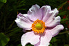 Japanese anemone