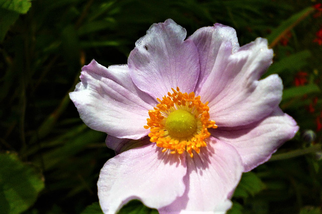 Japanese anemone