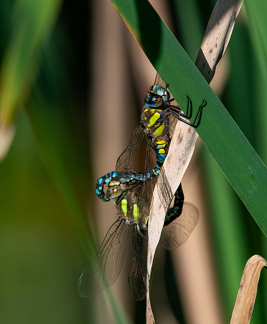 Mating migrant hawkers