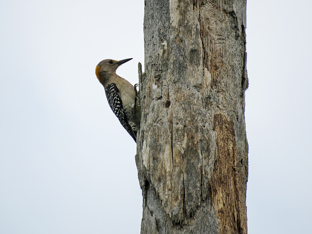 Day 7, Golden-fronted Woodpecker