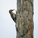 Day 7, Golden-fronted Woodpecker