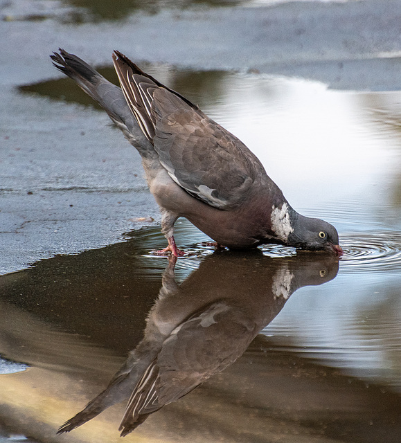 Thirsty woodpigeon