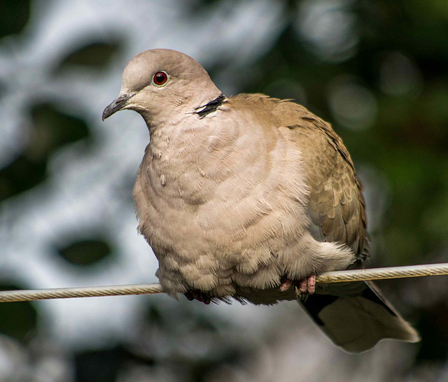 Collared dove 1