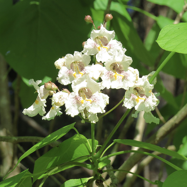 Catalpa speciosa with some visitors