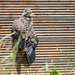 Our kestrels have started to leave the nest today.