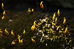 Mossy Lanterns